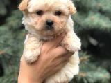 Birbirinden Güzel Maltıpoo Yavrular