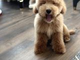 Medium Labradoodle Özel Nadir Renk Yavrular