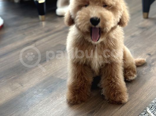 Medium Labradoodle Özel Nadir Renk Yavrular