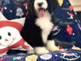 Bernadoodle Multigen Tüy Dökmeyen Özel Amerikan Irklar