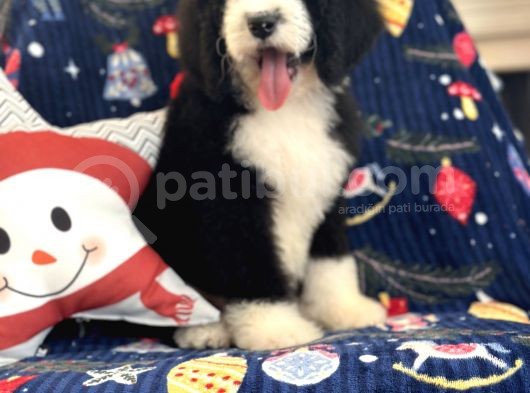 Bernadoodle Multigen Tüy Dökmeyen Özel Amerikan Irklar görsel
