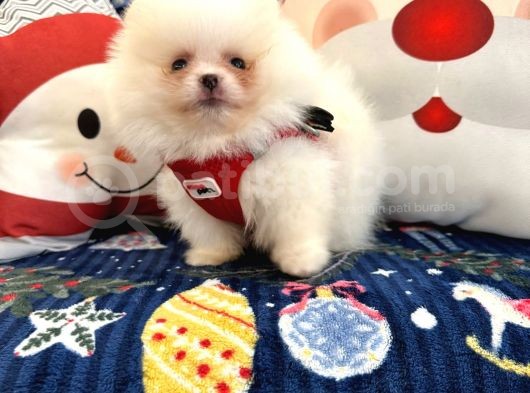 Teddy Bear Pomeranian Boo Ayı Surat Irk Garantili görsel