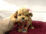 Üst Kalite Mini Maltipoo Yavrular