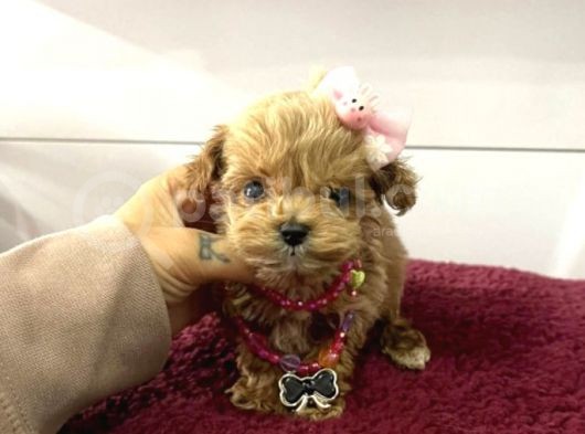 Üst Kalite Mini Maltipoo Yavrular görsel