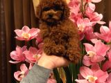 Anne Baba Kore 2 Kg Geçmeyecek Red Brown  Teddy Poodle