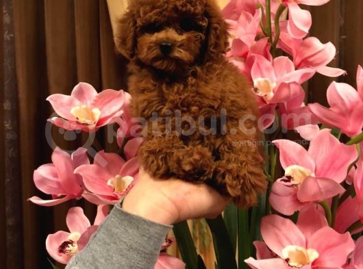 Anne Baba Kore 2 Kg Geçmeyecek Red Brown  Teddy Poodle