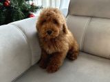 Red Brown Minatüt Poodle Yavrularımız A Kalite