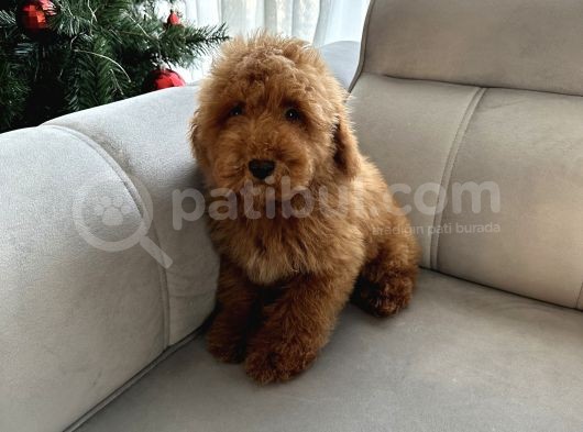 Red Brown Minatüt Poodle Yavrularımız A Kalite görsel
