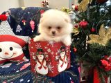 Teddy Bear Pomeranian Boo Ayı Surat