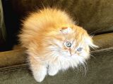 Kendi Yavrularımız Scottish Fold Longhair