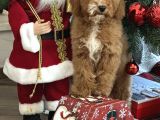Medium Boy Particolour Australian Labradoodle