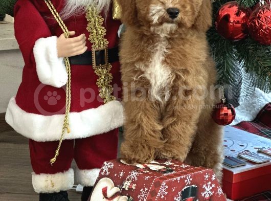 Medium Boy Particolour Australian Labradoodle görsel