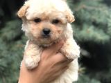 Birbirinden güzel Maltıpoo yavrular