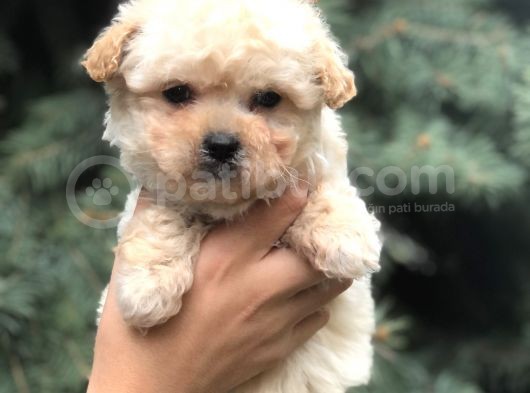 Birbirinden Güzel Maltıpoo Yavrular