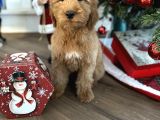 Goldendoodle Hypoallerjenik Dev Boy Yavrular