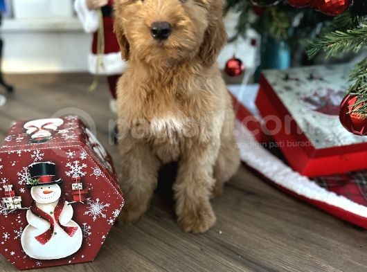 Goldendoodle Hypoallerjenik Dev Boy Yavrular
