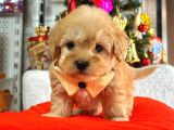 Dizayn Irk Sevimli Maltipoo Yavrular