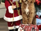 Medium Boy Particolour Australian Labradoodle