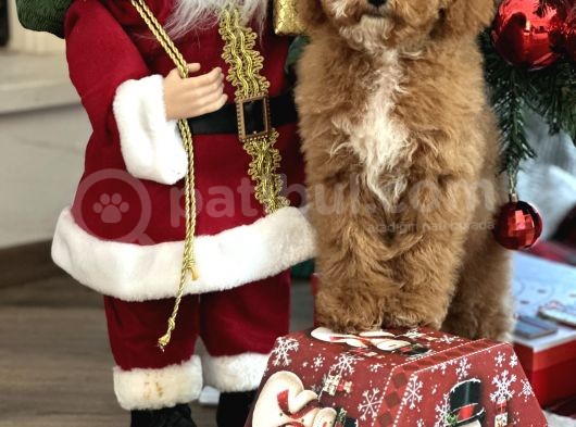 Medium Boy Particolour Australian Labradoodle görsel