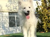 A Kali̇te Çi̇ftli̇ği̇mi̇zden Samoyed Bebekler