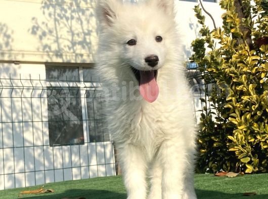 A Kali̇te Çi̇ftli̇ği̇mi̇zden Samoyed Bebekler görsel