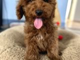 Medium Boy Labradoodle Özel Yavrular