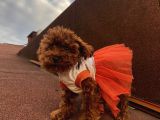 Mükemmel Poodle Bebekler