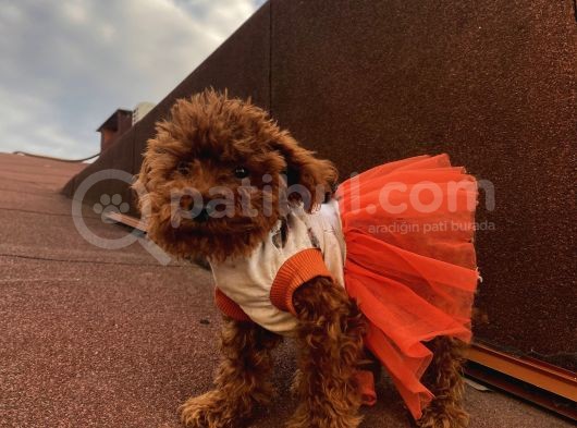 Mükemmel Poodle Bebekler görsel