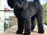 Dev Poodle Siyah Bebeğimiz Oreo