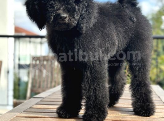Dev Poodle Siyah Bebeğimiz Oreo görsel