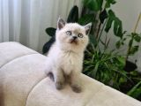 Ayı Surat British Shorthair Yavrular