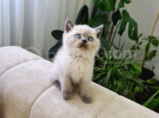 Ayı Surat British Shorthair Yavrular görsel
