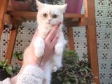 Sevgi Delisi Oğlumuz Yeni Yuvasını Arıyor British Shorthair