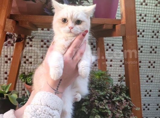 Sevgi Delisi Oğlumuz Yeni Yuvasını Arıyor British Shorthair