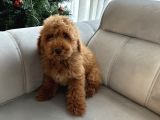 Red Brown Minatüt Poodle Yavrularımız A Kalite