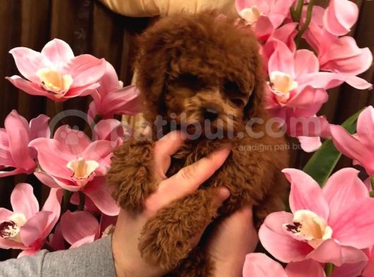 Anne Baba Kore 2 Kg Geçmeyecek Red Brown  Teddy Poodle görsel