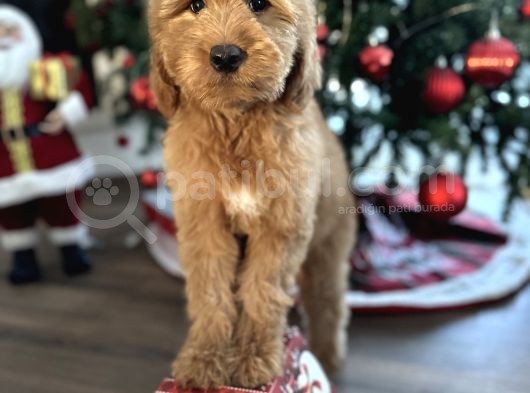 Goldendoodle Hypoallerjenik Dev Boy Yavrular görsel