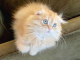 Kendi Yavrularımız Scottish Fold Longhair