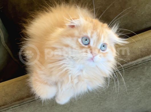 Kendi Yavrularımız Scottish Fold Longhair