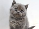 Ayı Surat British Shorthair Yavrular