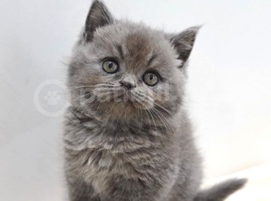 Ayı Surat British Shorthair Yavrular görsel