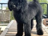 Dev Poodle Siyah Bebeğimiz Oreo