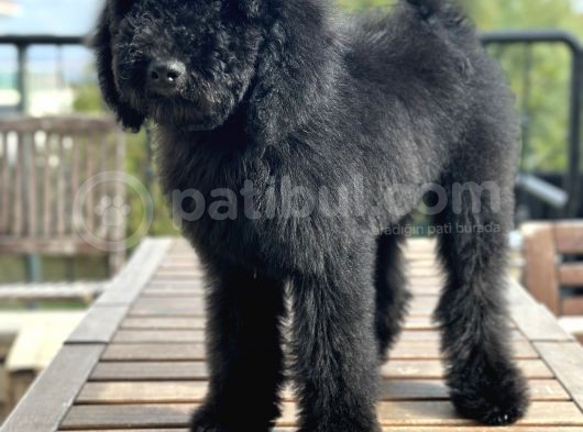 Dev Poodle Siyah Bebeğimiz Oreo görsel