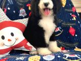 Amerikadan Ithal Bernedoodle Particolour