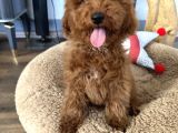 Medium Boy Labradoodle Özel Yavrular