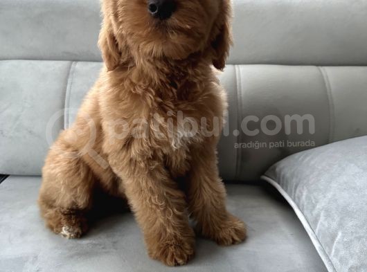 Özel Amerikan Gen Dev  Labradoodle Türkiye’de Tek Üreticisinden görsel