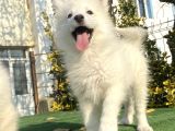 A Kali̇te Çi̇ftli̇ği̇mi̇zden Samoyed Bebekler
