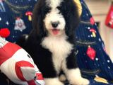 Amerikadan Ithal Bernedoodle Particolour