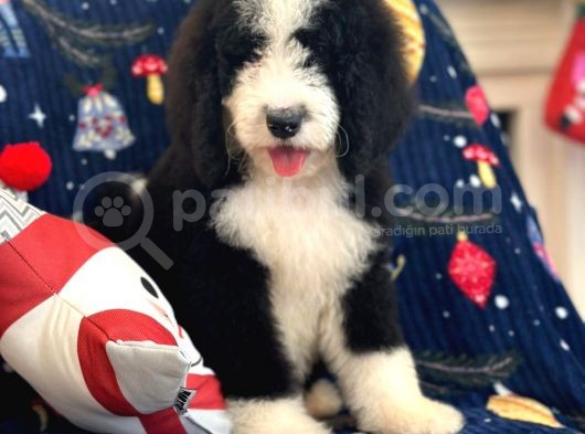 Amerikadan Ithal Bernedoodle Particolour görsel