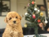 Mi̇ni̇ Boy Poodle Bebeği̇mi̇z